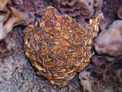 Starfish - taken in Marathon, Fla Keys, macro mode. by Dimitris Skoularakos 